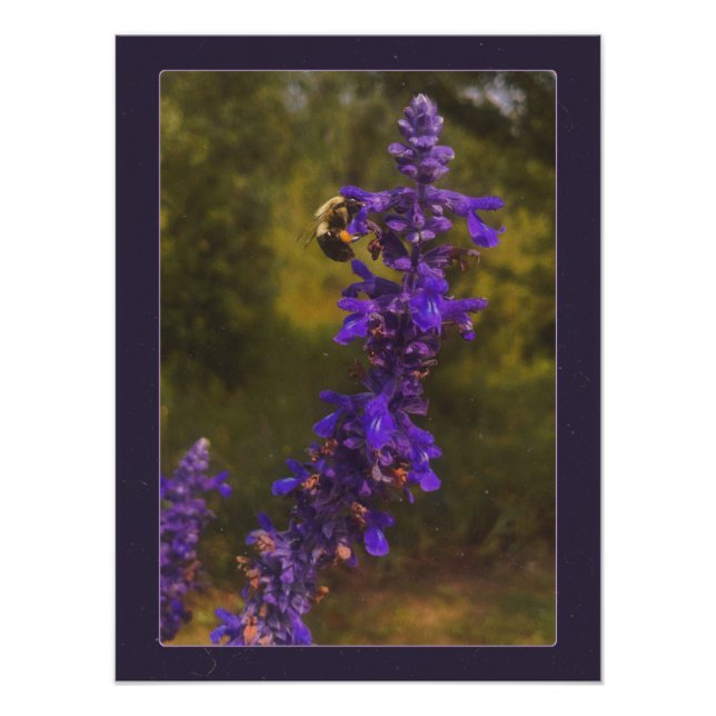 Foto abeja en lavanda  (Frente)