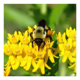 Foto Abeja festejando en flores silvestres de Algodonci