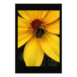 Foto Abeja melífera 