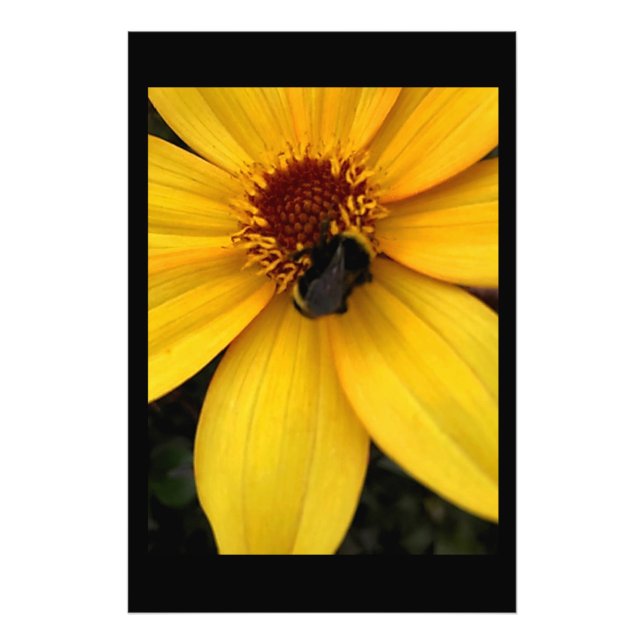 Foto Abeja melífera  (Frente)