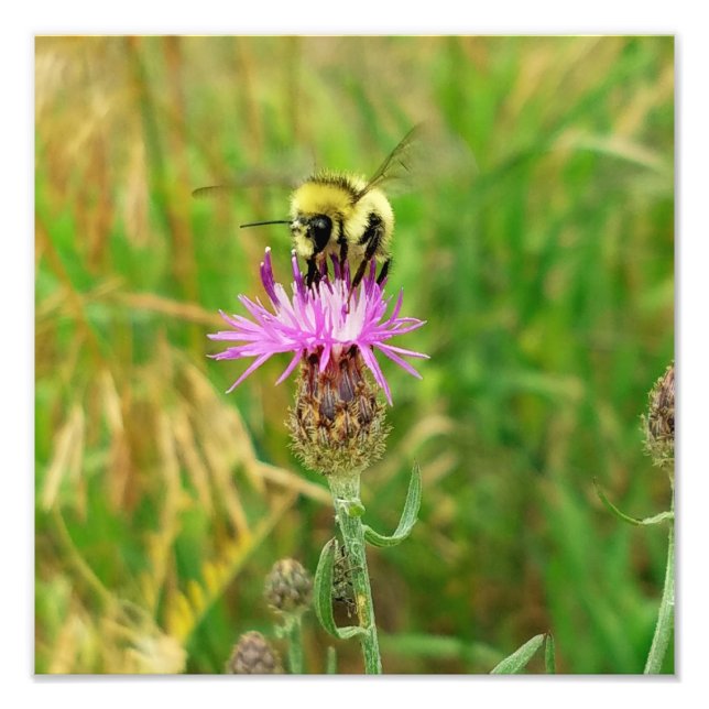 Foto ¿Abeja Melífera Arrancando Malezas? (Frente)