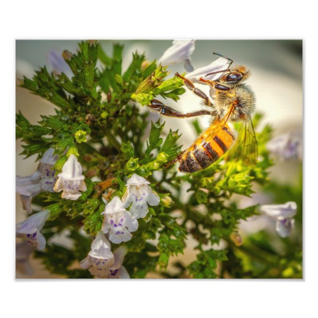 Foto Abeja Melífera en Flores Silvestres – Impresión de (Frente)