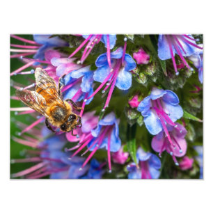 Foto Abeja Ocupada Abeja