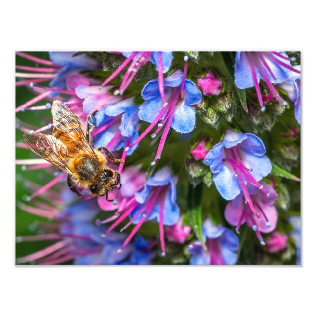 Foto Abeja Ocupada Abeja (Frente)
