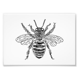 Foto Abeja reina