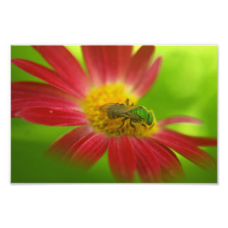 Foto Abeja verde sobre la margarita pintada