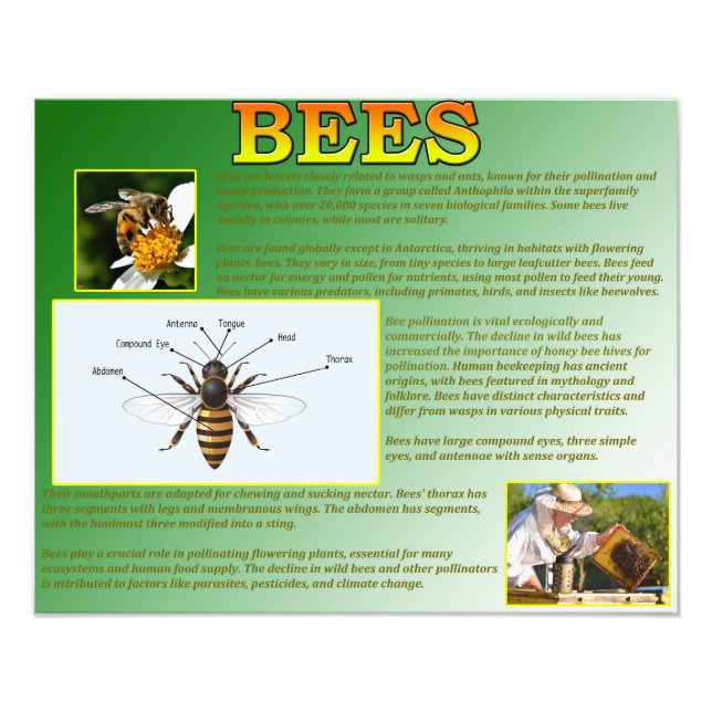 Foto Abejas (Frente)