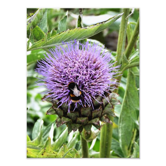 FOTO ABEJAS (Frente)