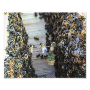 Foto Abejas de la miel que llevan a cabo las manos