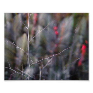 foto abstracta de la rama