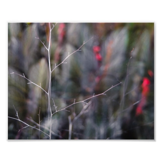 foto abstracta de rama (Frente)