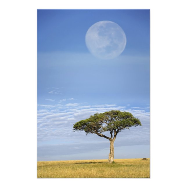 Foto Acacia, Acacia tortilis, y (Frente)