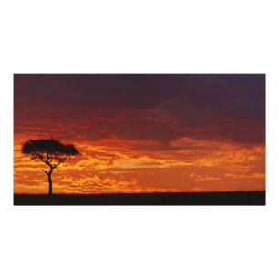 Foto Acacia de espina de paraguas, Acacia tortilis, 2