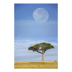 Foto Acacia de espina de paraguas, Acacia tortilis, y