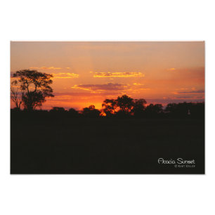 Foto Acacia Sunset