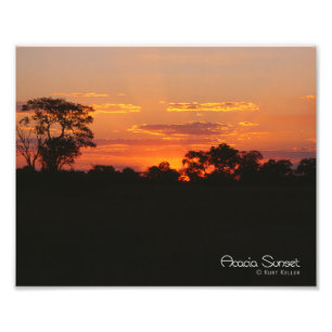 Foto Acacia Sunset