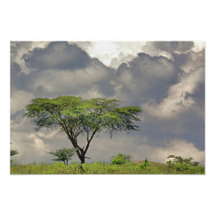 Foto Acacia tortilis, y