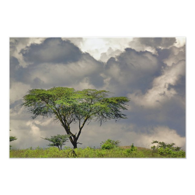 Foto Acacia tortilis, y (Frente)