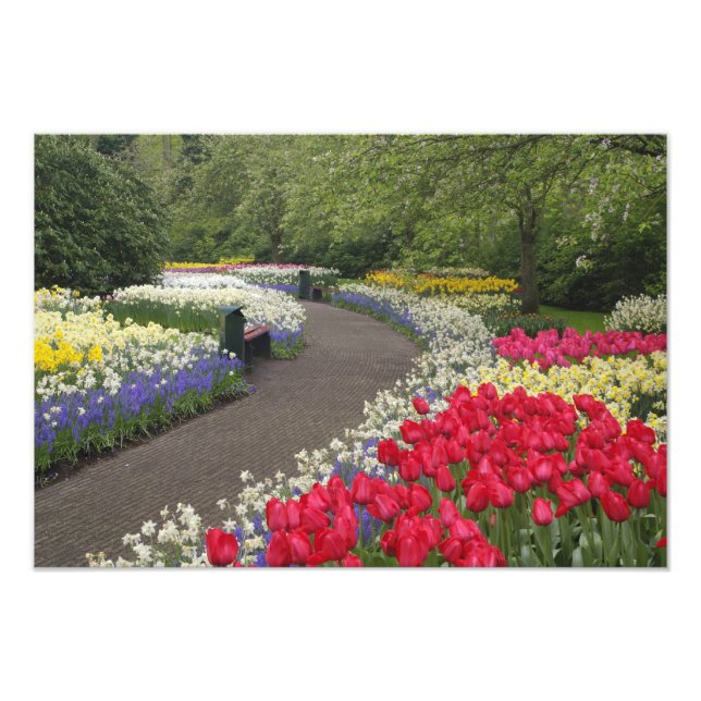 Foto Acera a través de tulipanes, narcisos, y (Frente)