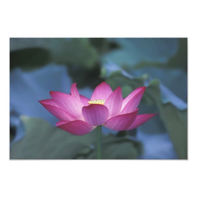 Foto Acercamiento de la flor de loto rojo y de las hoja (Frente)