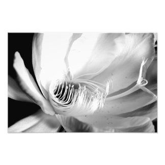 Foto Acercamiento de Reina de la Noche en Blanco y Negr