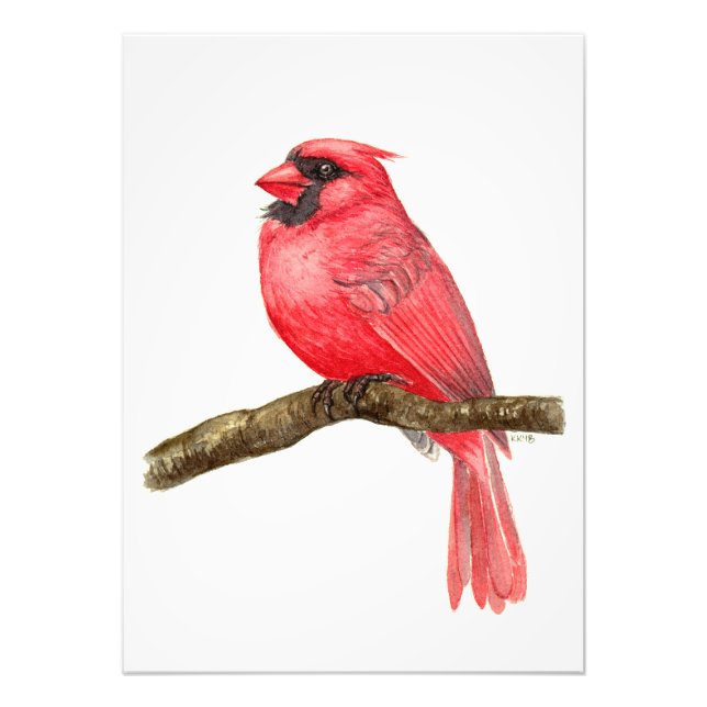 Foto acuarela de ave cardinal (Frente)