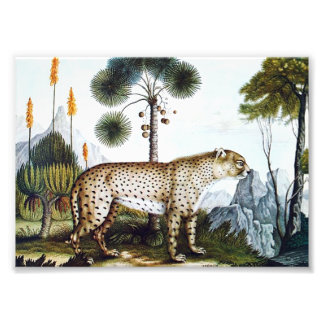 Foto Acuarela de un Cheetah (Zotl)