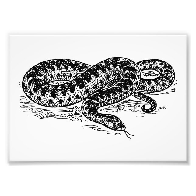Foto Adder Snake (Frente)