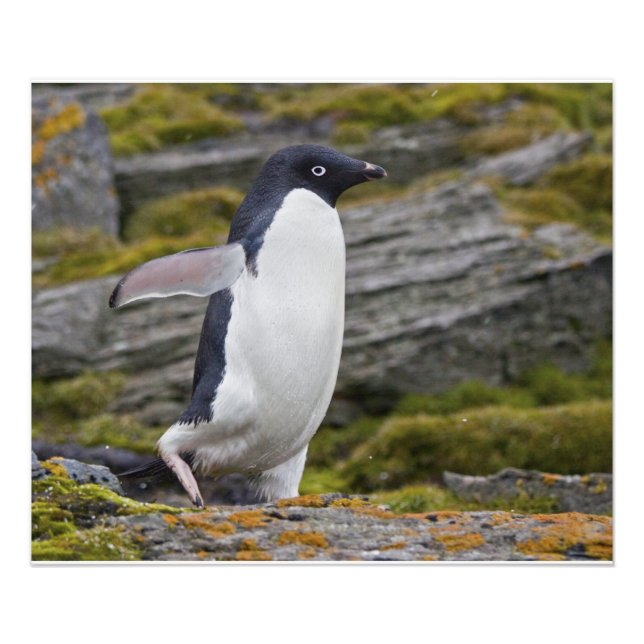 Foto Adelie Penguin Print (Frente)