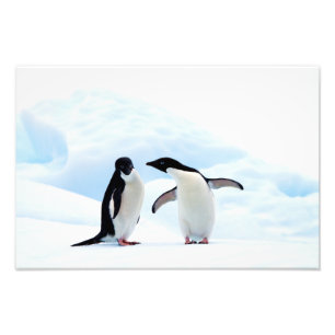 Foto Adelie Penguins