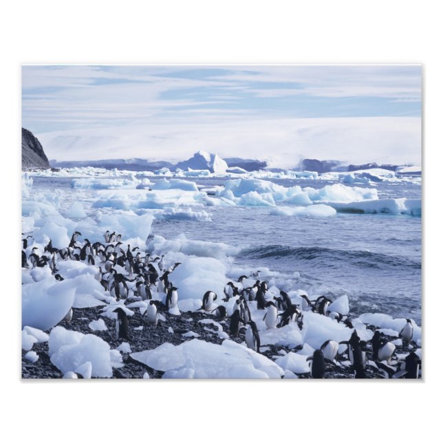Foto Adelie Penguins Pygoscelis adeliae (Frente)