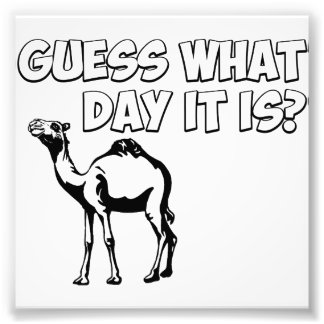 Foto Adivinen ¿Qué día es? Camello de Hump Day