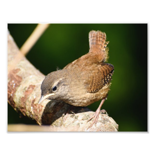Foto Adorable Little Wren (Frente)