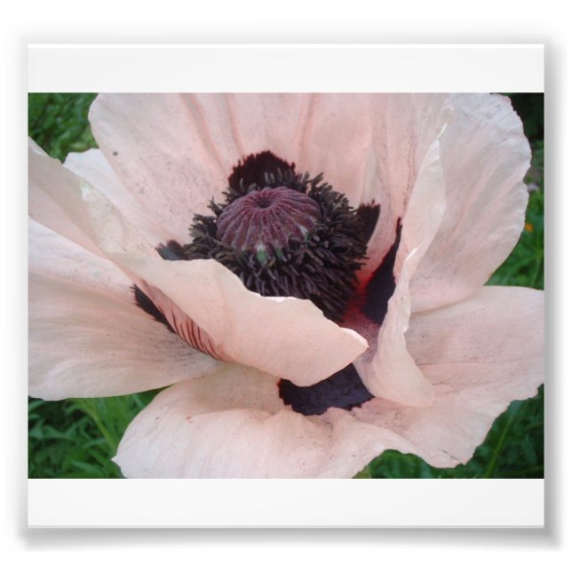 Foto Adormidera rosa con pepita delantera levantada (Frente)