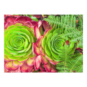 Foto Aeonium