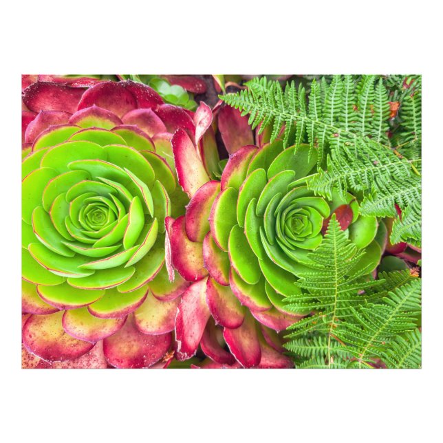 Foto Aeonium (Frente)