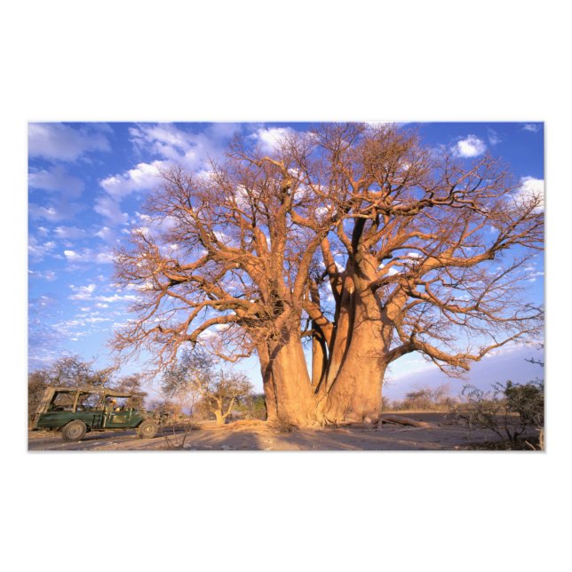 Foto África, Botsuana, Delta del Okavango. Baobab (Frente)