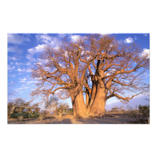 Foto África, Botswana, Delta del Okavango. Baobab