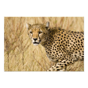 Foto África. Kenia. Guepardo en el PN Samburu.