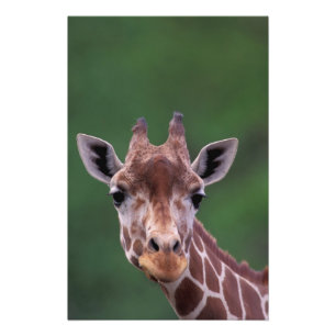 Foto África, Kenia, Impala Ranch. Reticulada