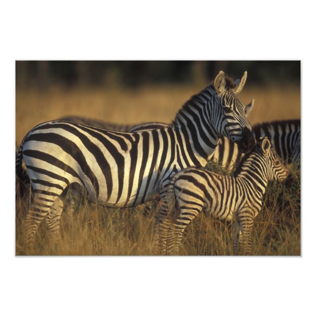 Foto África, Kenia, la Reserva de Juegos Masai Mara. Ll (Frente)