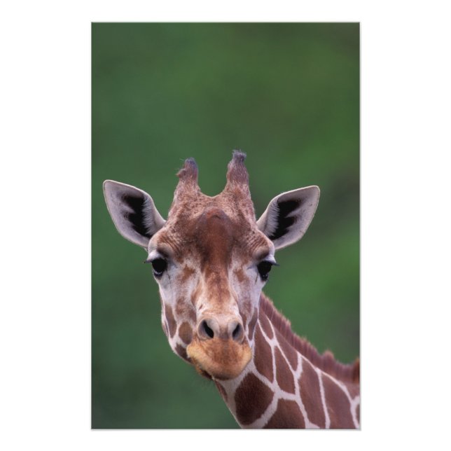 Foto África, Kenia, Rancho Impala. Reticulado (Frente)