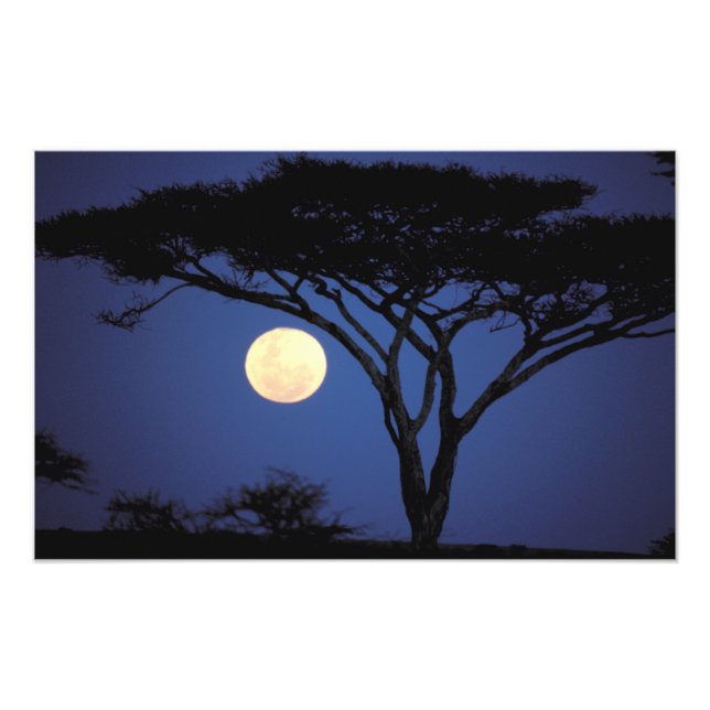 Foto África, Tanzania, Tarangire. Árbol de acacia en (Frente)