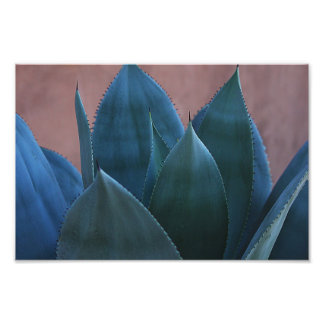 Foto Agave cactus 02