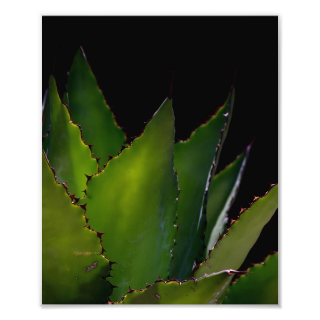 Foto Agave glow (Frente)