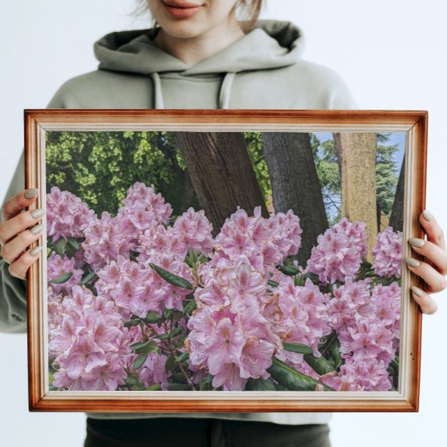 Foto Agradable Rhododendron Floral Rosa (In Situ Framed)