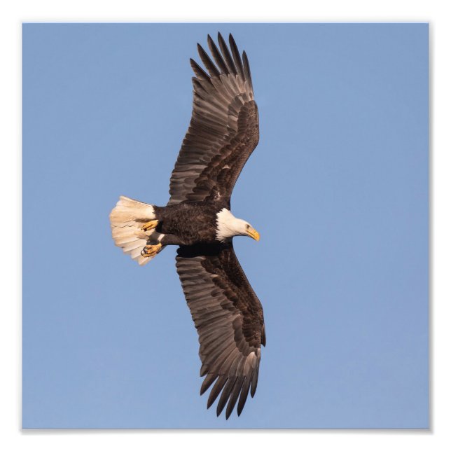 Foto Agradablemente Lit Bald Eagle (Frente)