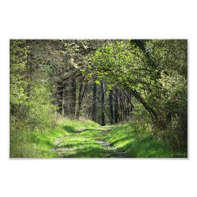 Foto Agrandissement photo "dans la forêt" (Frente)