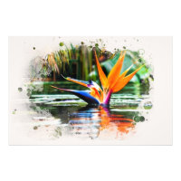 *~* Agua AP10 Flor pájaro del Paraíso QR Pond