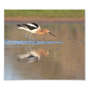 Foto Aguacate americano en los estanques